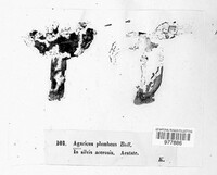 Amanita vaginata image